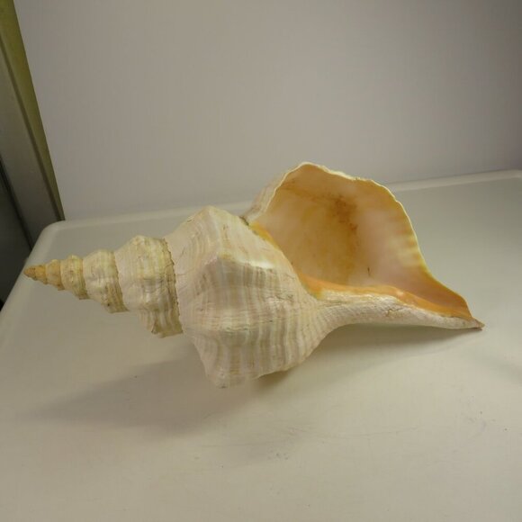 Real Sea Shell 15" long Horse Conch cream & peach coloring Coastal - Picture 2 of 15
